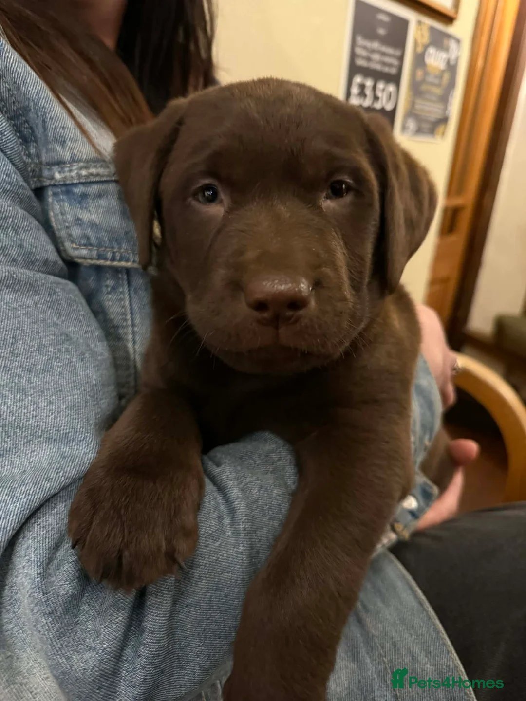 Labrador Retriever dogs for sale: Chocolate Labrador Boys  - Advert 1