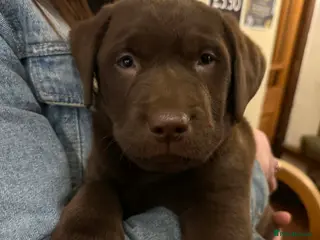 Labrador Retriever dogs Chocolate Labrador Boys - Advert 2