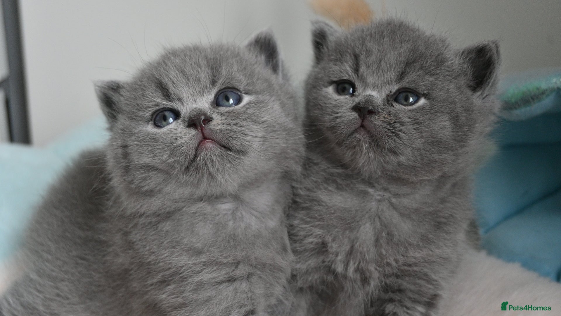 British Shorthair cats Exceptional quality champions line GCCF/TICA  reg - Advert 4