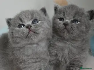 British Shorthair cats Exceptional quality champions line GCCF/TICA reg - Advert 4