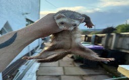 Ferret rodents for sale: Jill ferret - Image 4