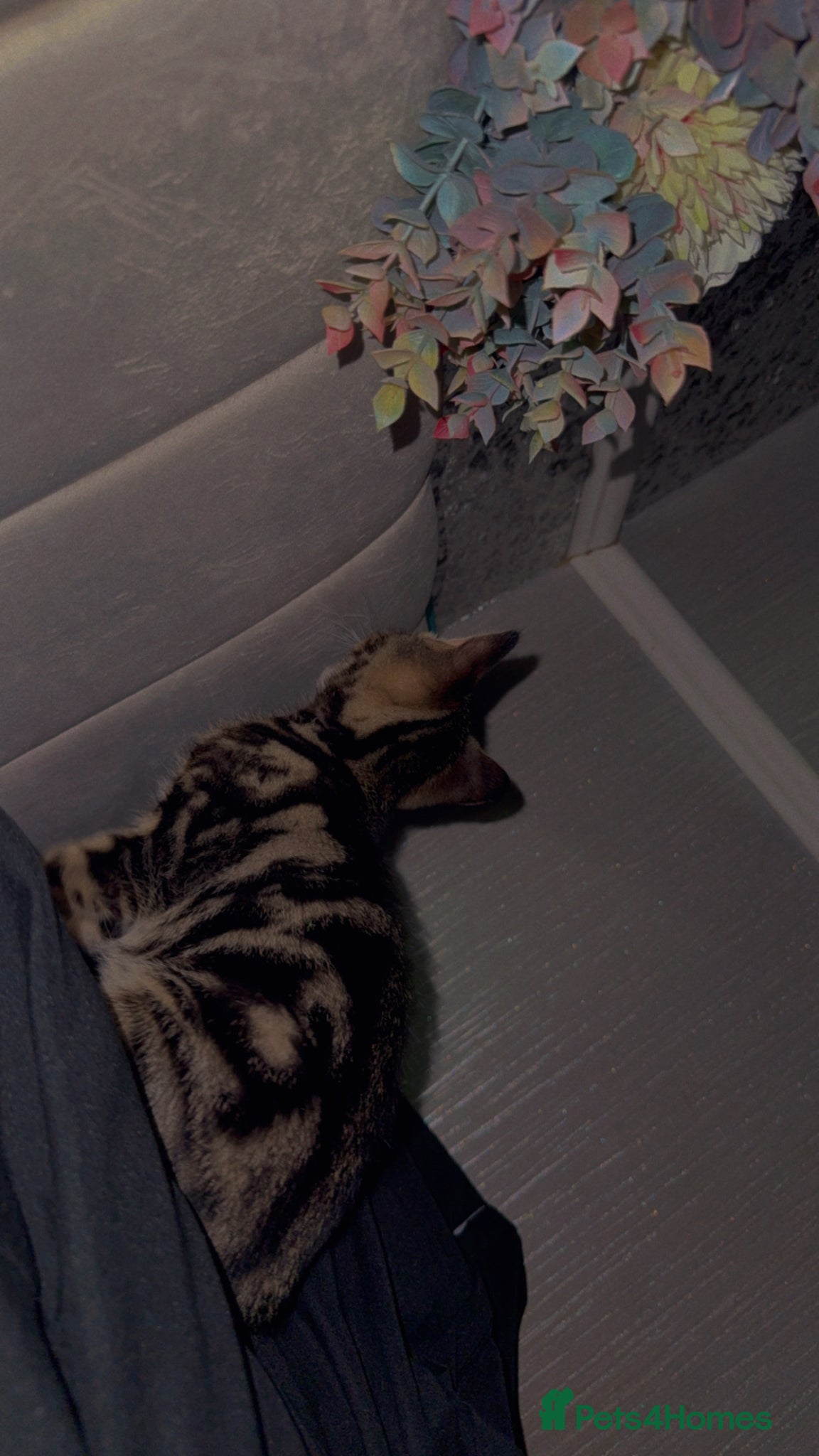 Domestic Shorthair cats for sale: Ultimate Cozy Companion -10 weeks Shorthair tabby  in Hounslow - Advert 8