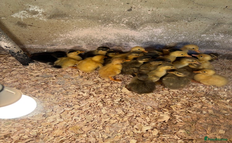Ducks poultry - Advert 4