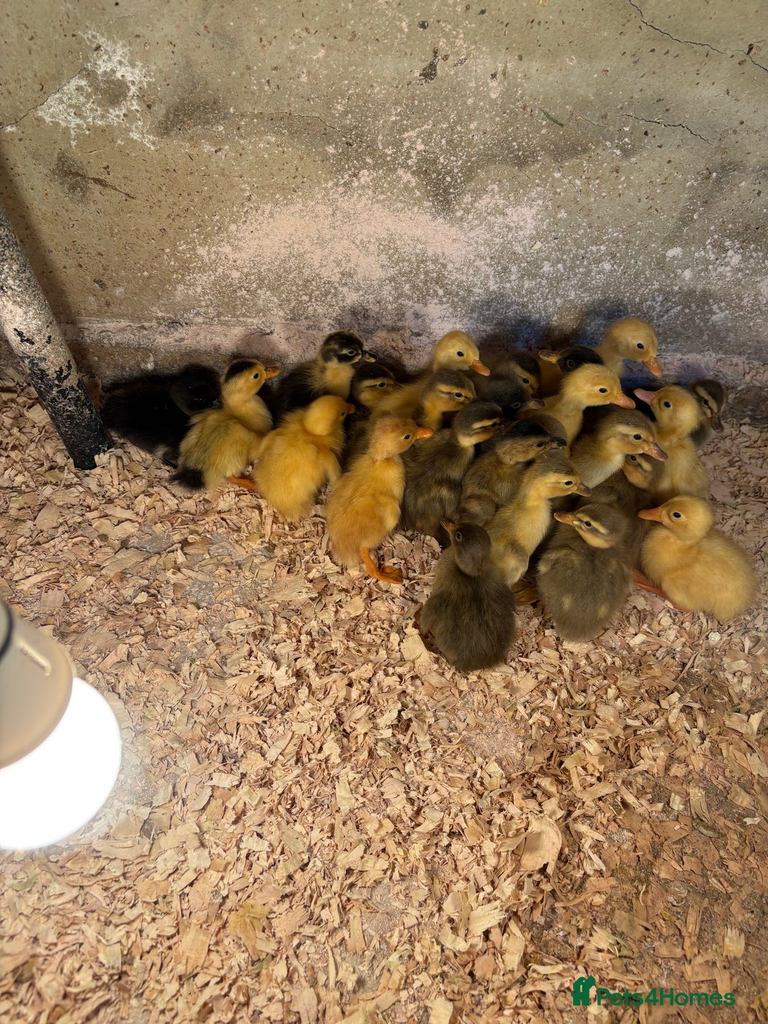 Ducks poultry for sale: Indian runner ducklings  - Image 1
