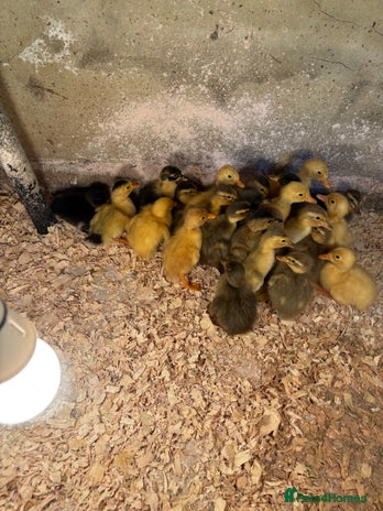 Ducks poultry - Advert 7