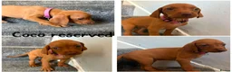 Hungarian Vizsla dogs for sale: 1 x KC registered Hungarian vizsla puppy £1600 - Advert 30