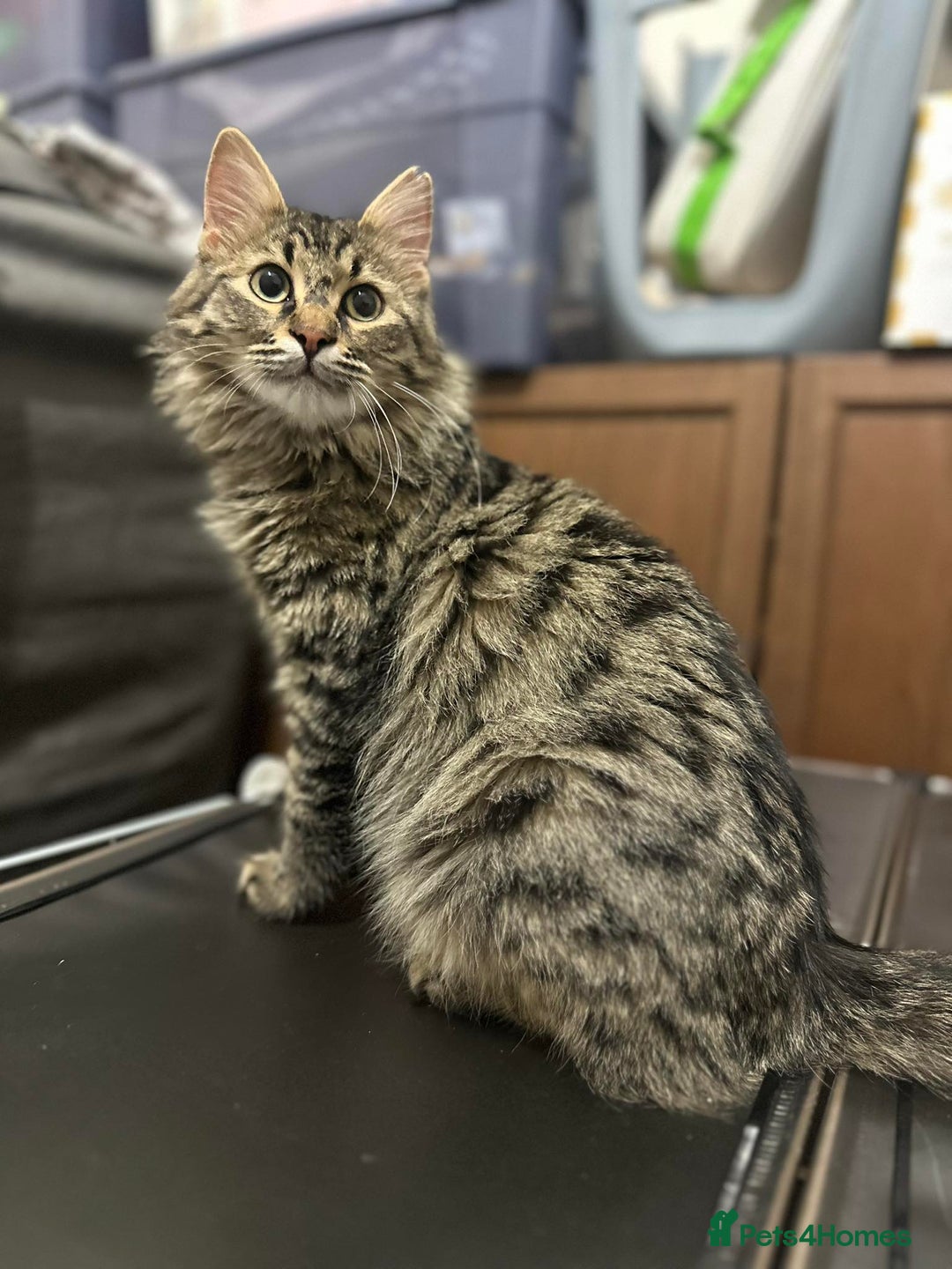 Mixed Breed cats for adoption: Mopsy the cuddlebug - Advert 5