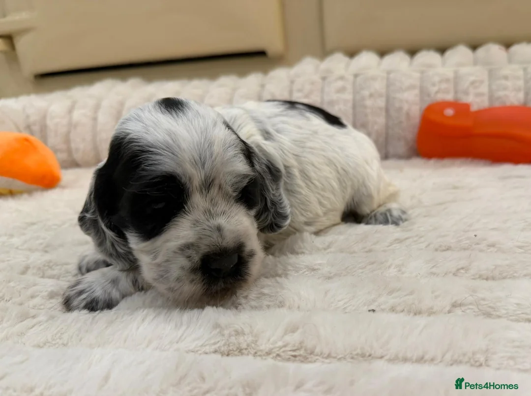 Cocker Spaniel dogs for sale: ⭐️ Show Type Cocker Spaniel Puppies ⭐️ - Advert 10