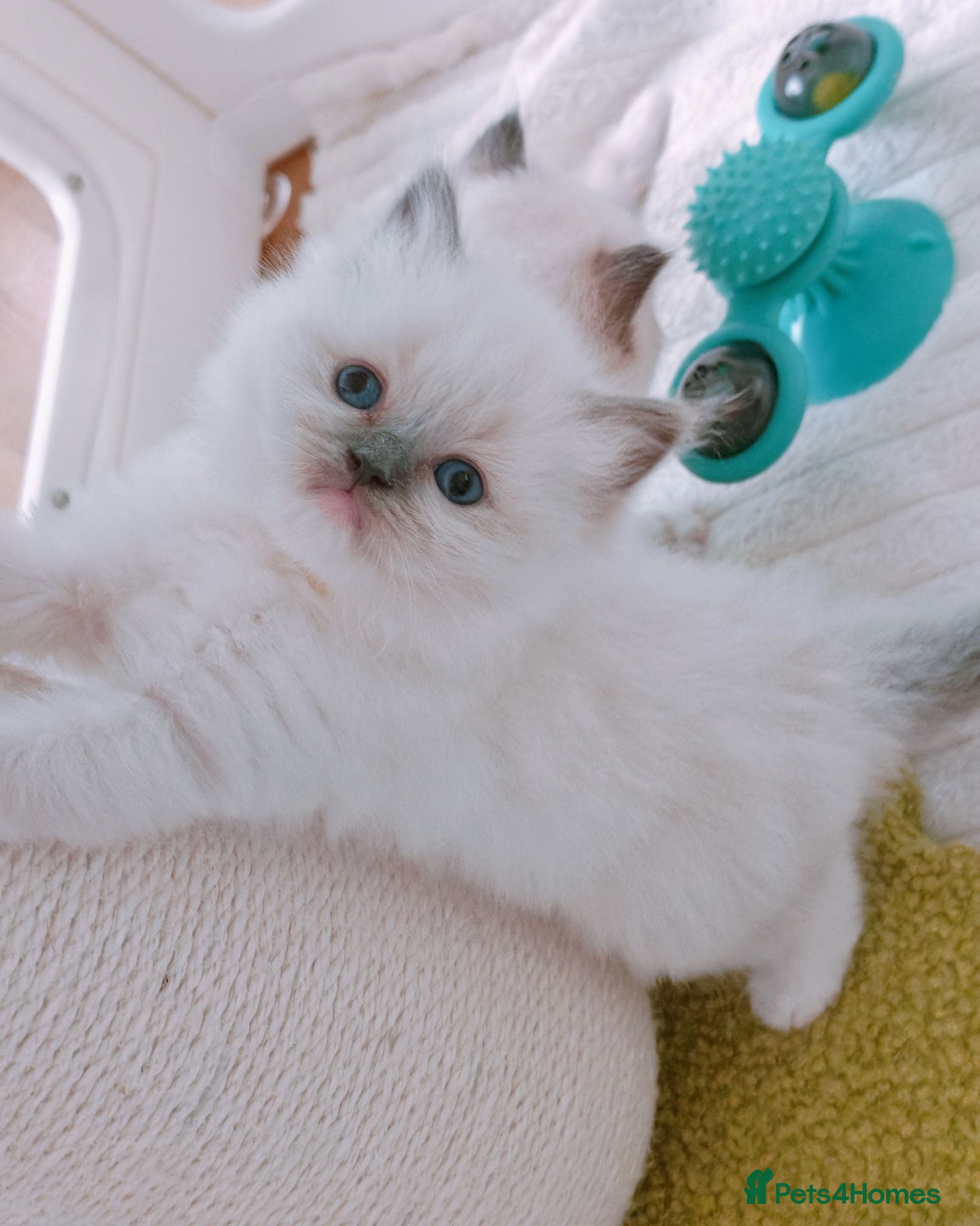 Ragdoll cats Raised with Love, looking for forever homes 🏠❤️ - Advert 5