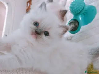 Ragdoll cats Raised with Love, looking for forever homes 🏠❤️ - Advert 3