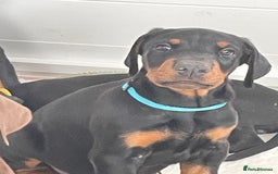 Dobermann dogs for sale: KC REG Fully health tested parents - Image 23
