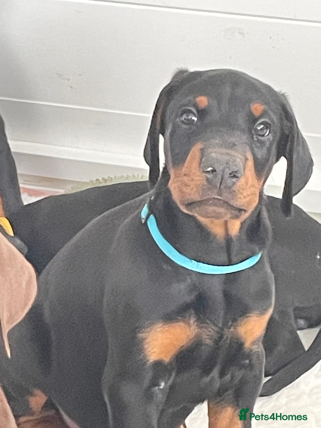 Dobermann dogs for sale: KC REG Fully health tested parents - Image 23