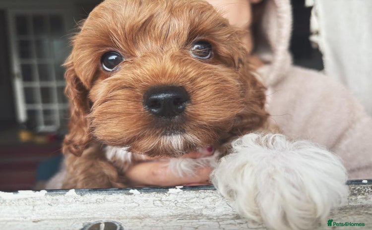 Cockapoo dogs - Advert 3