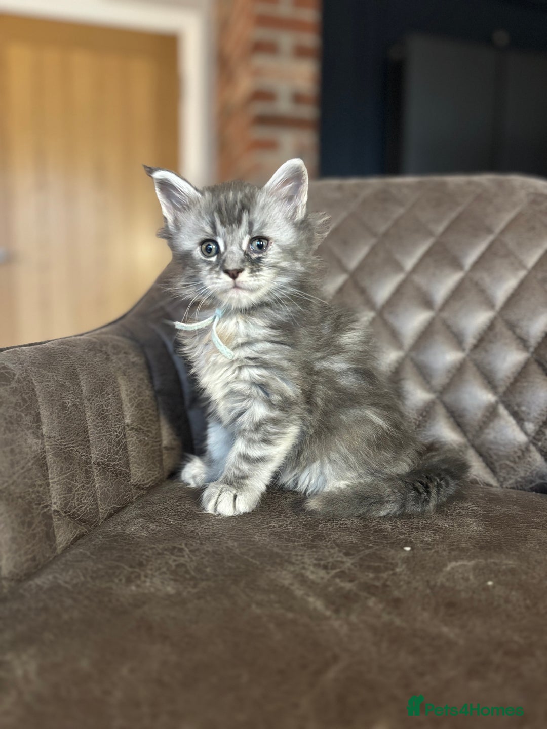 Maine Coon cats for sale: Maine Coon Kittens - Ready early Feb - Advert 12