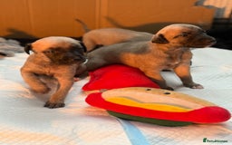 Whippet dogs for sale: 5 whippet puppies  - Image 2