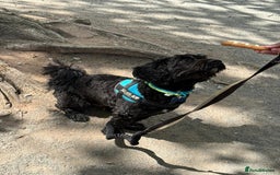 Cavapoo dogs for stud: Smudge - Image 4