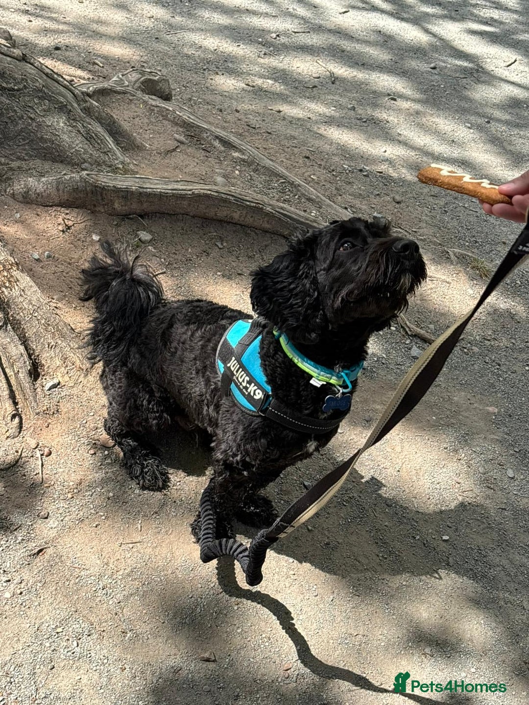 Cavapoo dogs for stud: Smudge - Image 4