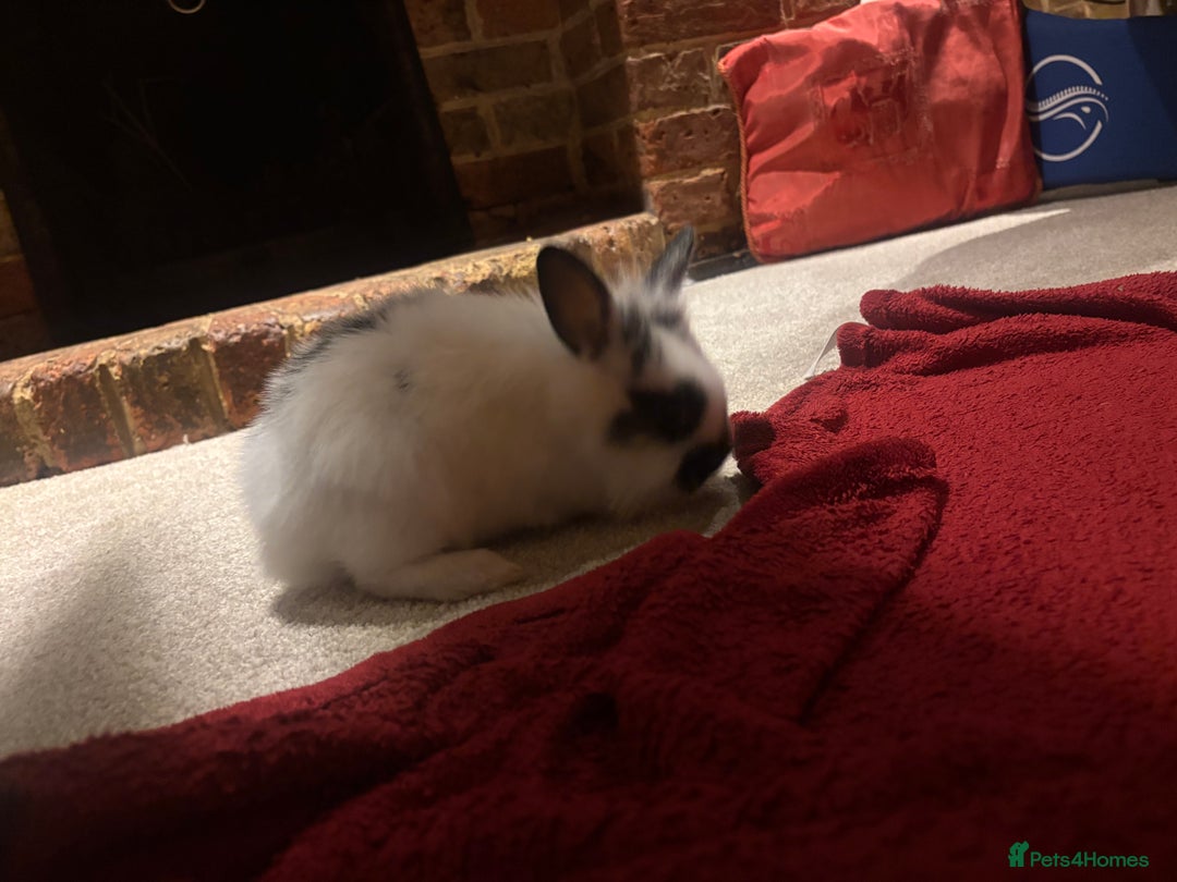 Dwarf Lop rabbits for sale: Dwraf Buinnes for Sale  - Advert 24