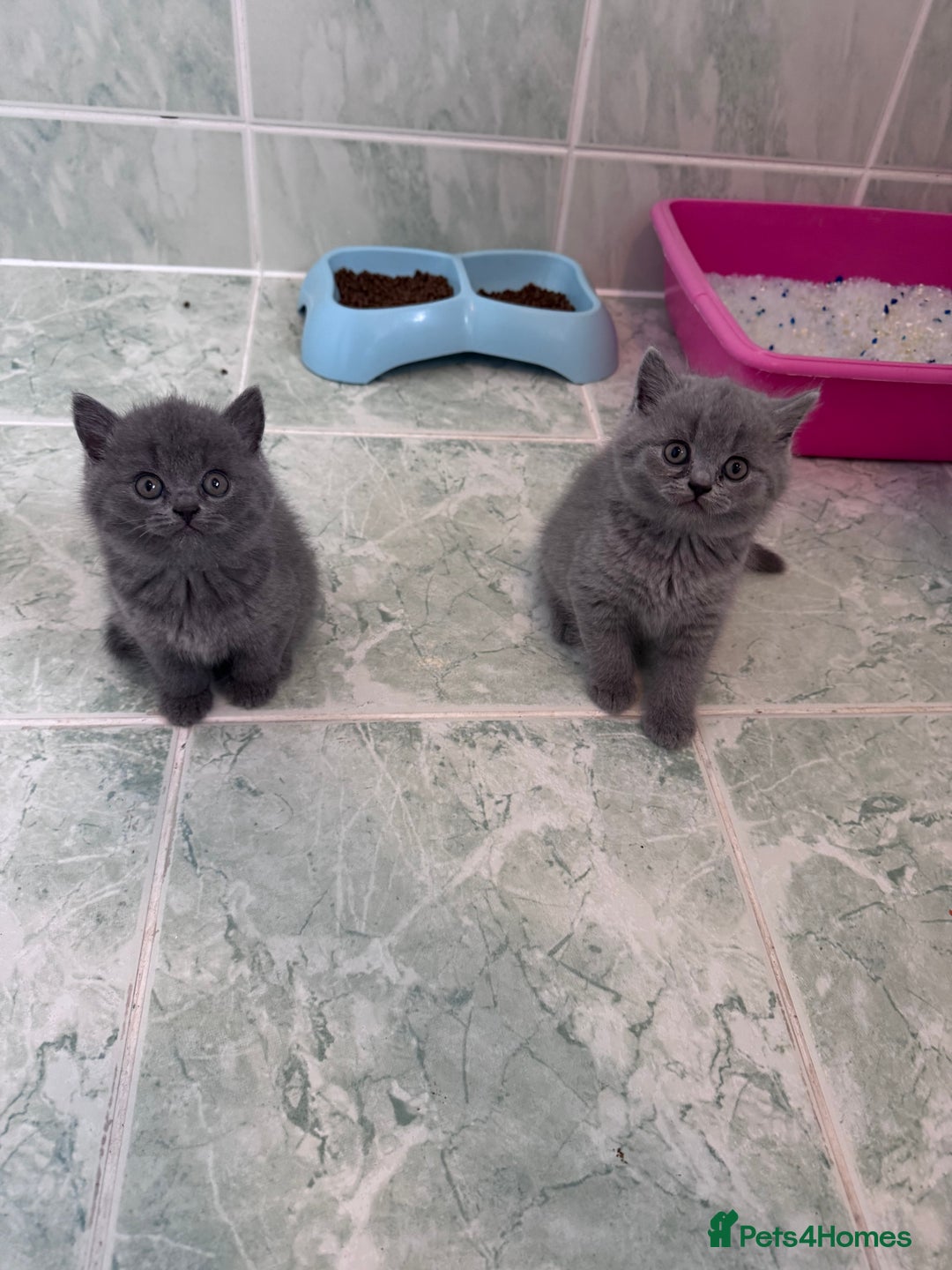 British Shorthair cats for sale: British shorthair kittens 🐈‍⬛ - Advert 7