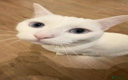 Mixed Breed cats for sale: Mr Blue for Sale - Image 8