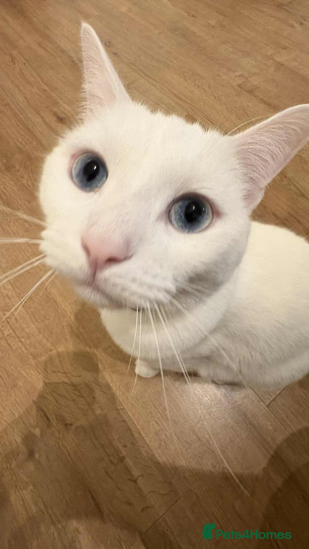 Mixed Breed cats for sale: Mr Blue for Sale - Image 8