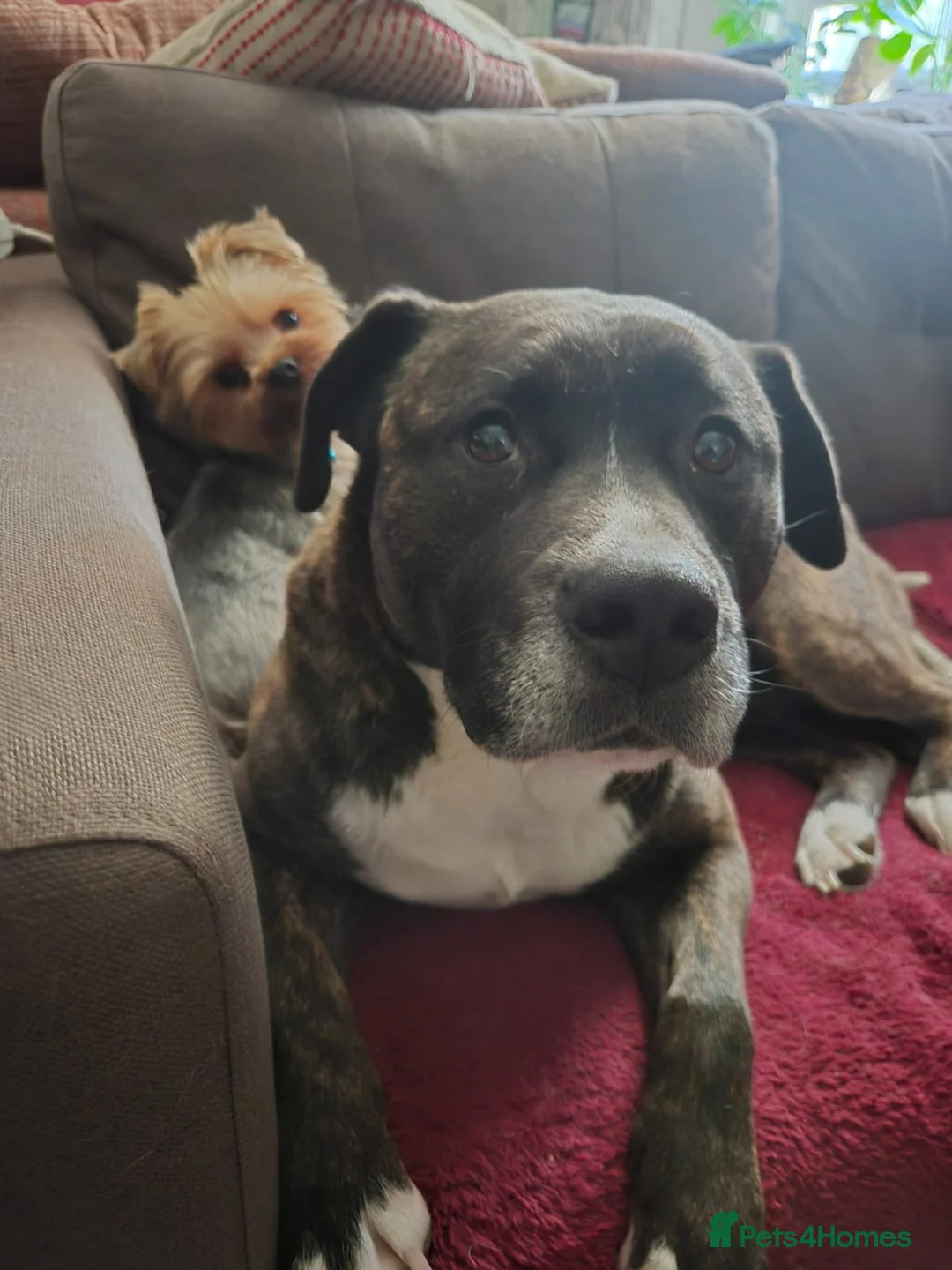 Mixed Breed dogs for sale: Bulldog cross - Advert 2