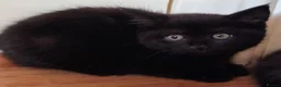 Mixed Breed cats for sale: Mix breed kittens  - Advert 3