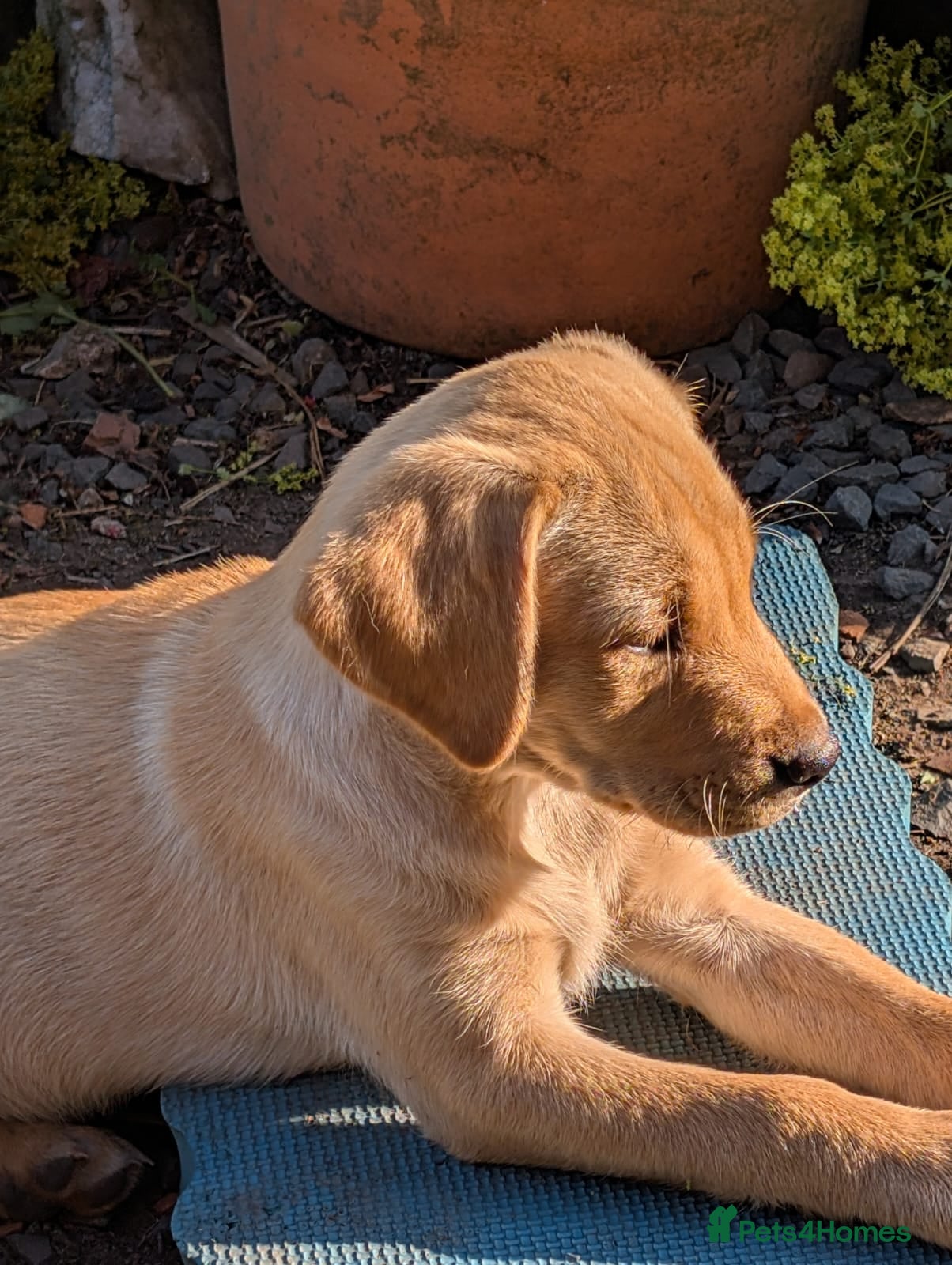 Labrador Retriever dogs KC Reg Working/pet Labradors,  - Advert 2