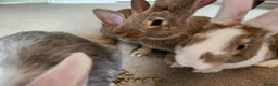 Continental Giant rabbits for sale: Continental giant rabbits - Advert 3