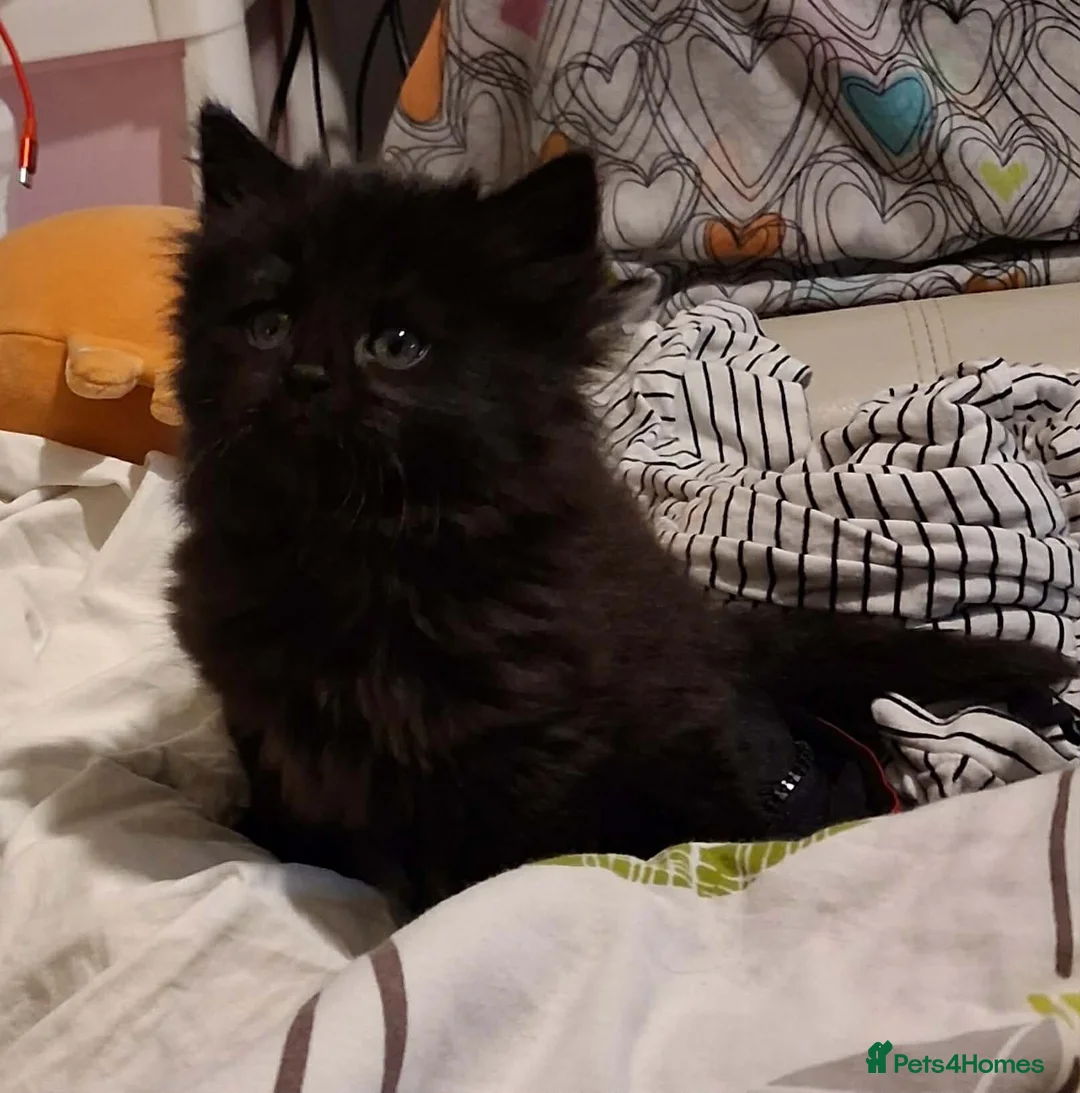 Mixed Breed cats for sale: Male and female black kittens  - Advert 2