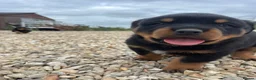 Rottweiler dogs for sale: Stunning German Rottweiler puppies - Advert 21