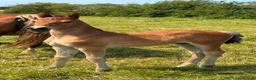Welsh Section D horses for sale: Section D - Advert 3