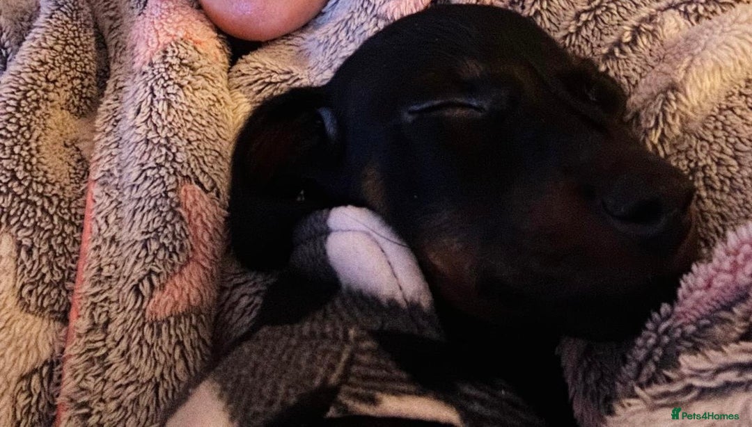 Dachshund dogs for sale: Beautiful male dachshund puppy  - Advert 1