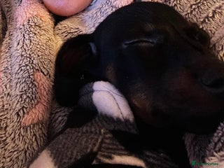 Dachshund dogs Beautiful male dachshund puppy - Advert 1