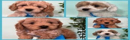 Toy Poodle dogs for stud: Teddy - Choc Phantom Covered in Cream Carrys Parti in Eastleigh - Advert 9
