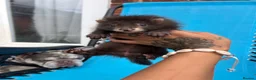 Ferret rodents for sale: 3 pedigree angora jills READY TO LEAVE - Advert 1
