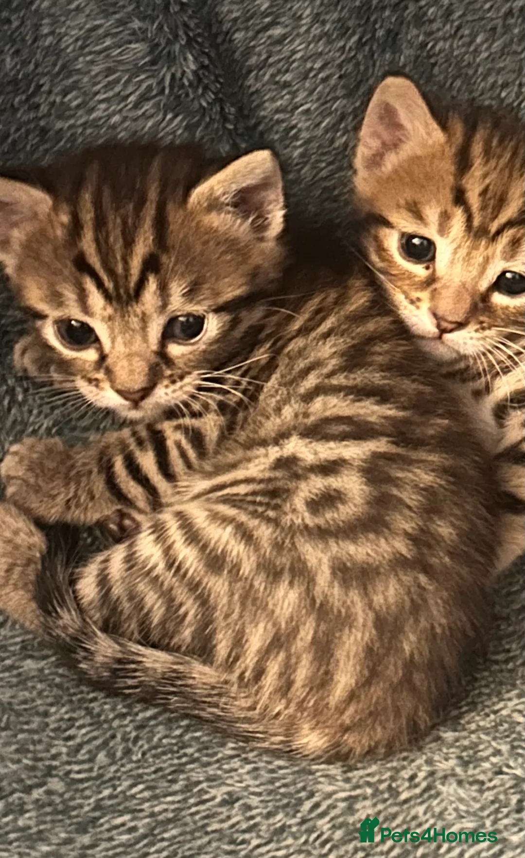 Mixed Breed cats for sale: Bengal mixed breed kittens with exceptional marks - Advert 2