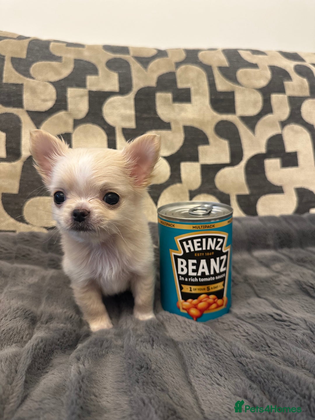 Chihuahua dogs for sale: KC Reg Champion Russian lines LONG COAT puppies - Image 13