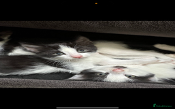 British Shorthair cats for sale: Kittens British short hair  - Image 2