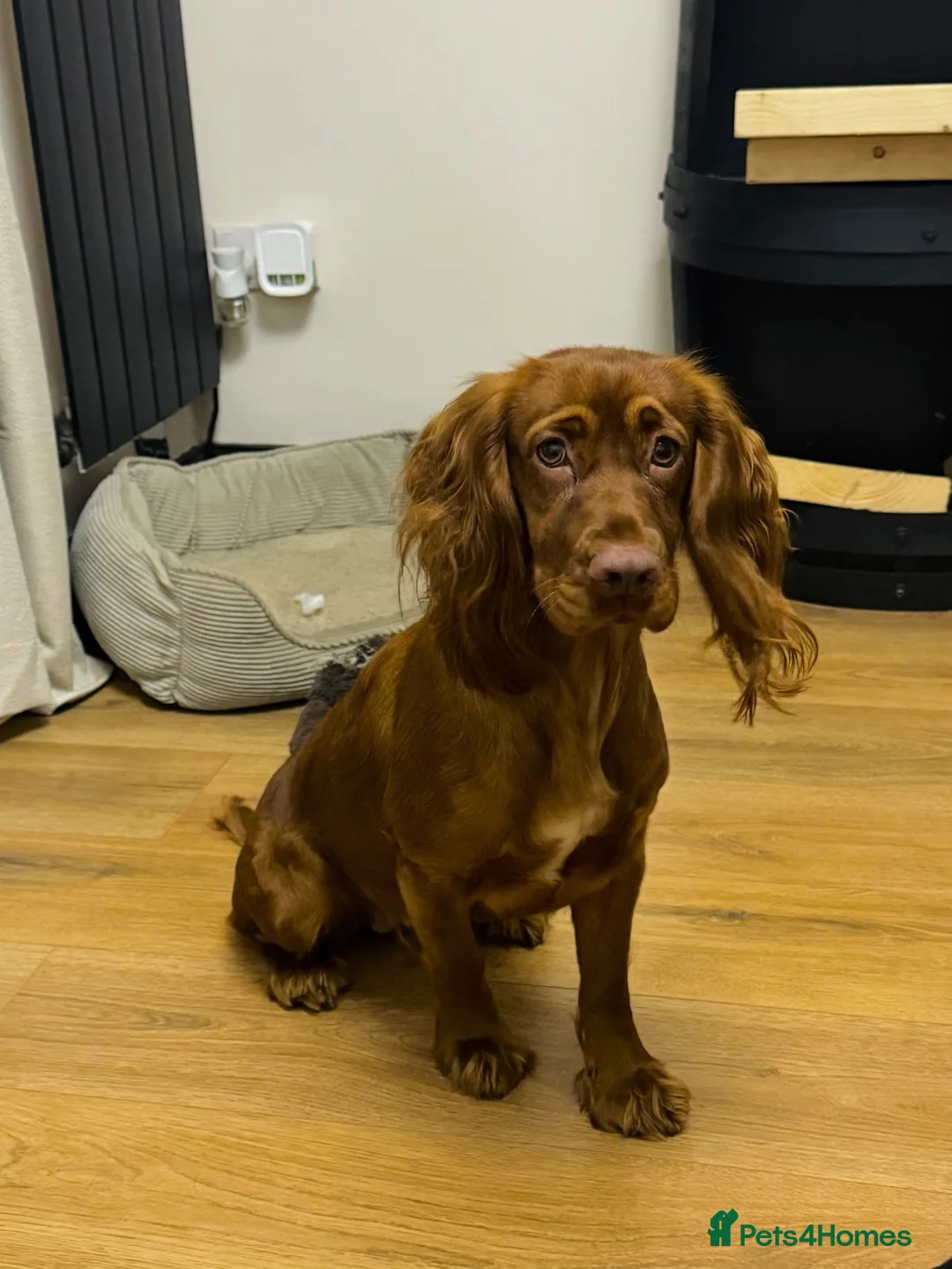 Cocker Spaniel dogs for sale: Working cocker spaniel bitch for sale  - Advert 5