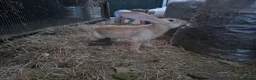 Continental Giant rabbits for sale: Continental giant rabbits Born on 3rd May - Advert 9