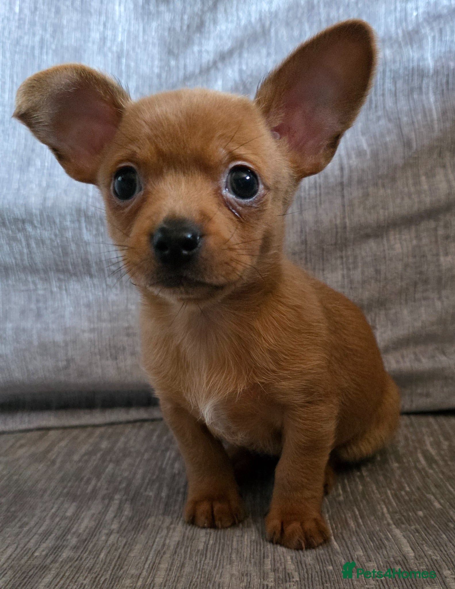 Chorkie dogs Chorkie puppies - Advert 5