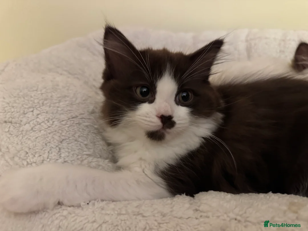 Ragdoll cats for sale: 🤍chocolate cinnamon mitted Ragdoll  - Advert 8