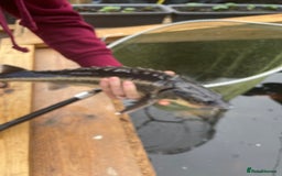 Koi Carp fish for sale: pond clearence koi sturgeon carp - Advert 10