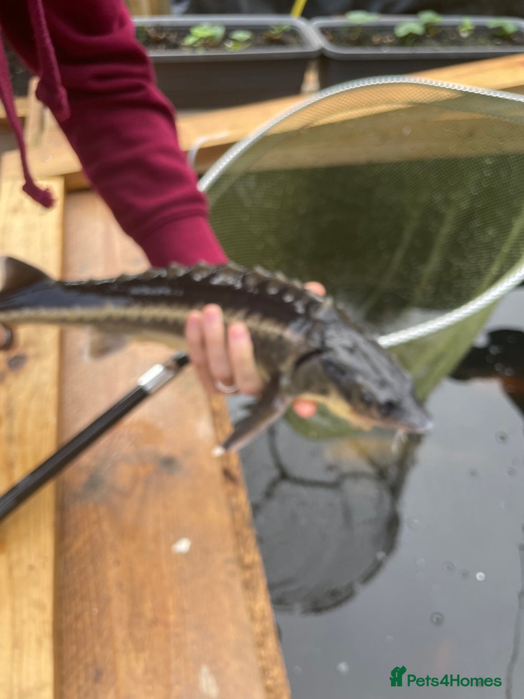 Koi Carp fish for sale: pond clearence koi sturgeon carp - Advert 10