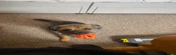 Border Terrier dogs for stud: Benji - Proven Border Terrier for stud - Advert 13