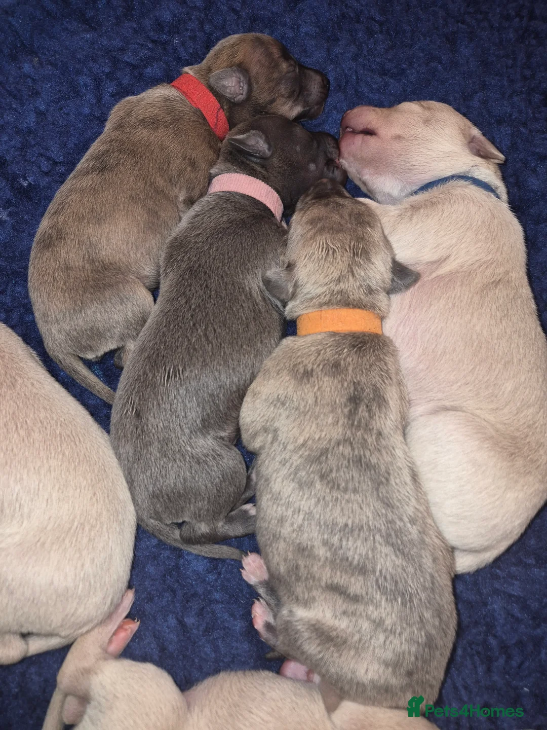 Whippet dogs for sale: KC Whippet Puppies - Champion Lines - Advert 18