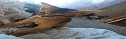 Abyssinian cats for sale: Just left one blue Boy Abyssinian Kittens  - Advert 6