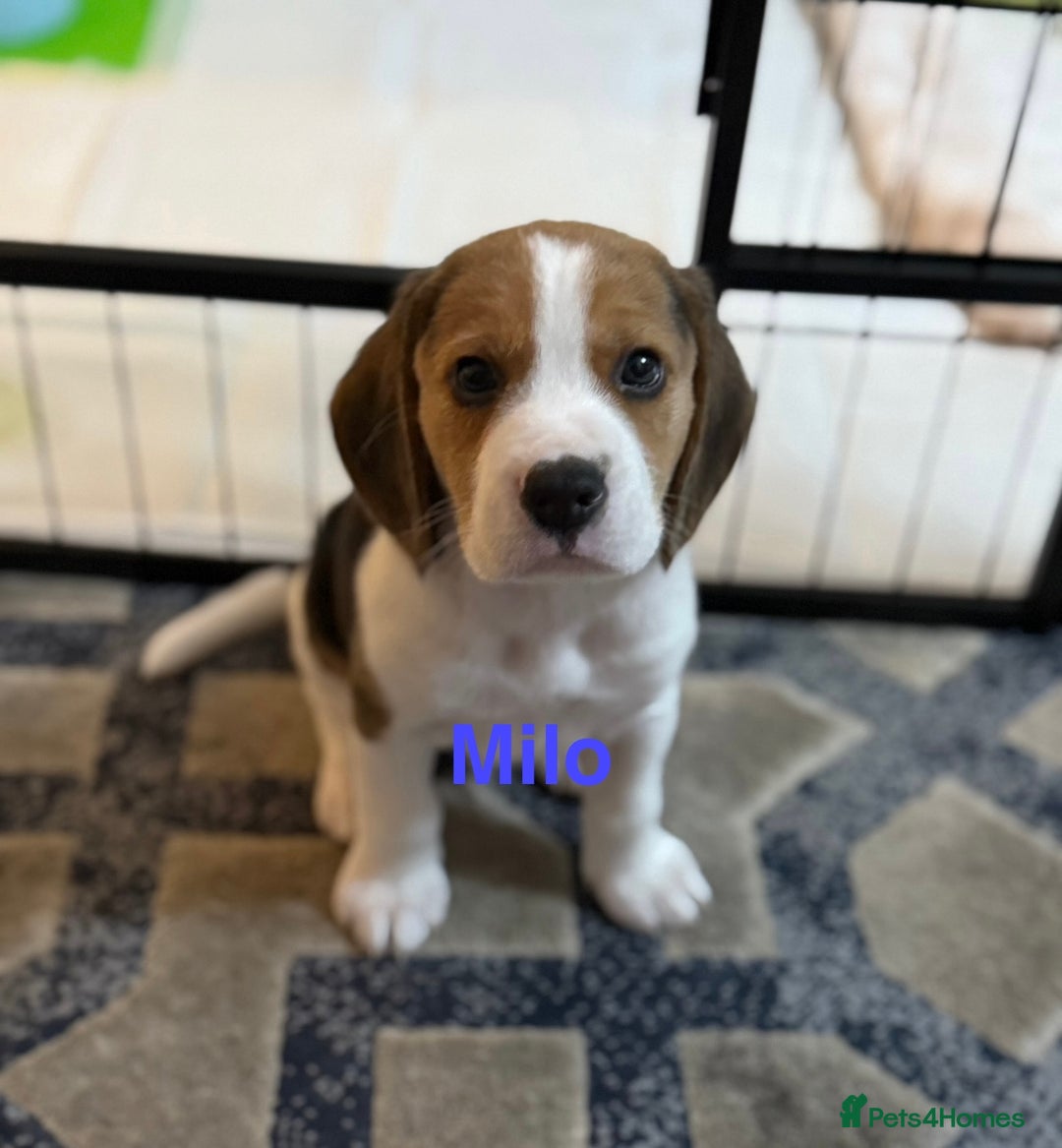 Beagle dogs for sale: Beagle puppies - Image 6