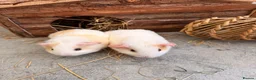Guinea Pig rodents for sale: Baby boars - Advert 2